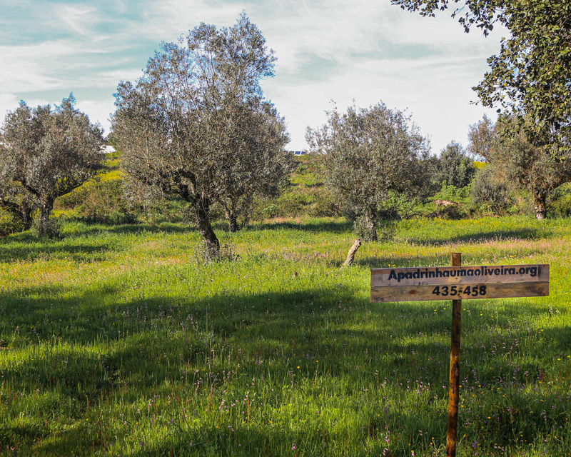 apadrinha uma oliveira